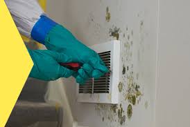 Mold removal SEO ranking example and search results