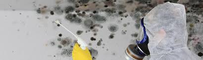 Mold remediation SEO performance and local rankings